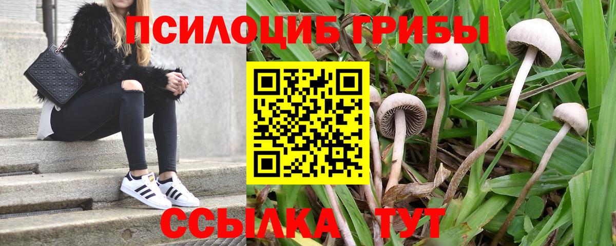 Галлюциногенные грибы Psilocybe Ленинск-Кузнецкий